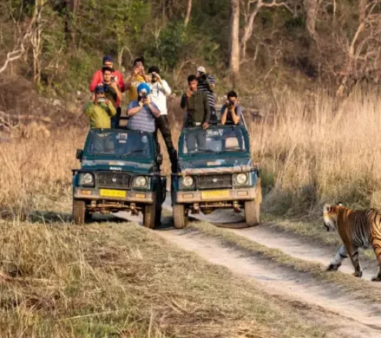 Jungle Safari